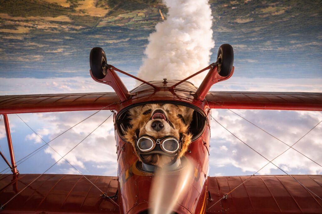複葉機でアクロバット飛行をするレトリバーのパイロット