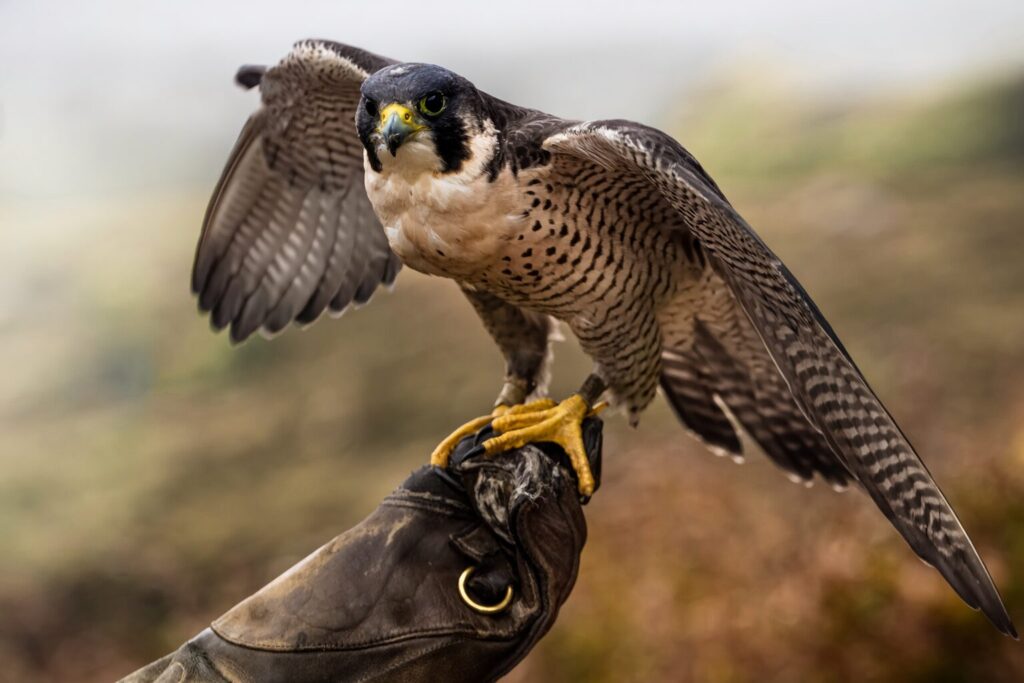 鷹匠の腕にとまっているハヤブサ