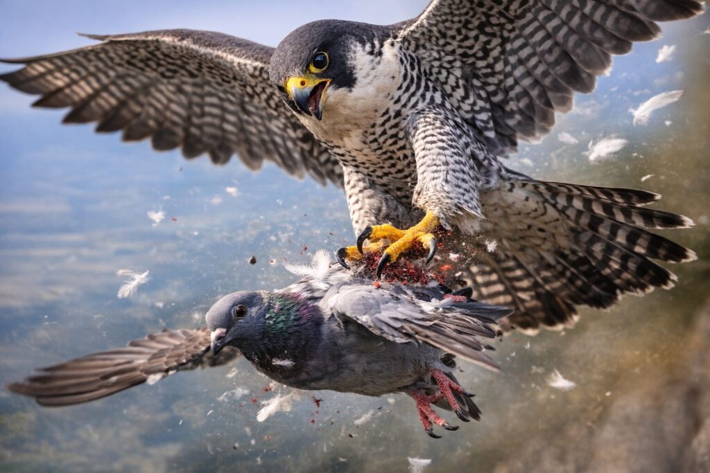 空中で獲物に強烈な蹴りを入れるハヤブサ