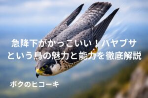 高速で急降下中のハヤブサ